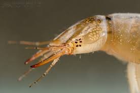 Attēlu rezultāti vaicājumam “Dytiscus sp. larva”