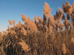 Attēlu rezultāti vaicājumam “Phragmites communis”