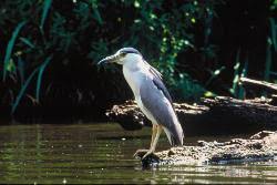 Image result for Nycticorax nycticorax