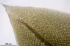 Attēlu rezultāti vaicājumam “Bryum weigelii”