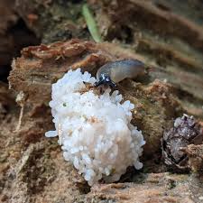 Attēlu rezultāti vaicājumam “Stemonitis axifera”