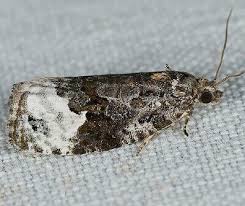 Attēlu rezultāti vaicājumam “Apotomis betuletana”