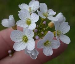 Attēlu rezultāti vaicājumam “Cardamine pratensis leaf”