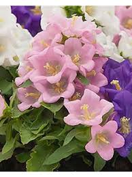 Image result for Marienglockenblumen