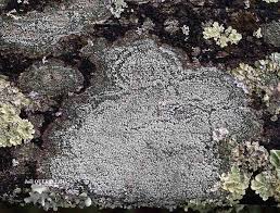 Attēlu rezultāti vaicājumam “Pertusaria amara”