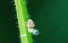 Attēlu rezultāti vaicājumam “Aphrophora alni nymph”