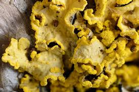 Attēlu rezultāti vaicājumam “Vulpicida pinastri”