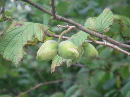 Attēlu rezultāti vaicājumam “Corylus avellana fruit”