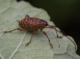 Attēlu rezultāti vaicājumam “Curculio nucum”