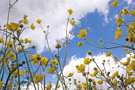 Attēlu rezultāti vaicājumam “Ranunculus acris”