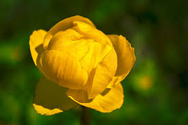 Attēlu rezultāti vaicājumam “Trollius europaeus fruit”