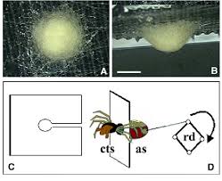 Attēlu rezultāti vaicājumam “Araneus diadematus eggs”