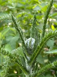Attēlu rezultāti vaicājumam “Achillea millefolium bud”