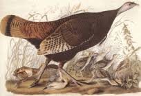 Image result for Gaillardia amblyodon