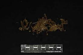 Attēlu rezultāti vaicājumam “Pogonatum dentatum”