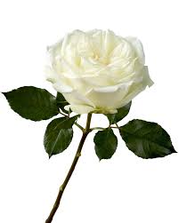 Image result for White Rose Polo Club