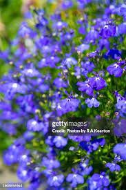 Attēlu rezultāti vaicājumam “Lobeliaceae”