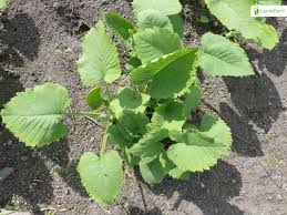 Attēlu rezultāti vaicājumam “Telekia speciosa leaf”