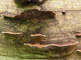 Attēlu rezultāti vaicājumam “Gloeophyllum abietinum”