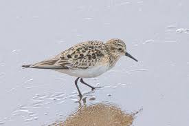 Image result for Calidris bairdii