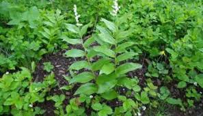 Attēlu rezultāti vaicājumam “Enteridium corticatum sessile”