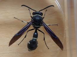 Attēlu rezultāti vaicājumam “Eumenes sp.”