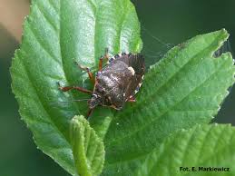 Attēlu rezultāti vaicājumam “Pinthaeus sanguinipes imago”