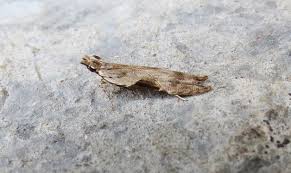 Attēlu rezultāti vaicājumam “Hypatima rhomboidella”