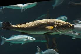 Image result for Argyrosomus regius