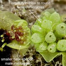 Attēlu rezultāti vaicājumam “Jungermannia sphaerocarpa sporophyte”