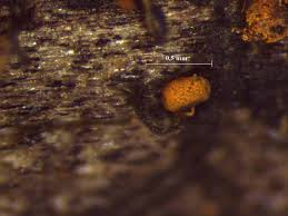 Attēlu rezultāti vaicājumam “Physarum viride var. aurantium”