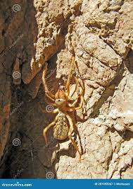 Attēlu rezultāti vaicājumam “Arachnida”