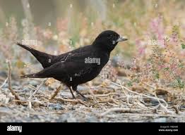 Image result for Melanocorypha yeltoniensis