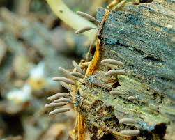 Attēlu rezultāti vaicājumam “Symphytocarpus flaccidus”