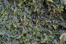 Attēlu rezultāti vaicājumam “Chiloscyphus pallescens”