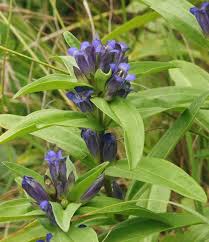 Attēlu rezultāti vaicājumam “Gentiana cruciata flower”