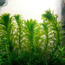 「水蘊草」的圖片搜尋結果