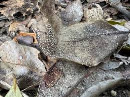 Attēlu rezultāti vaicājumam “Craterium aureonucleatum”