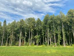 Image result for лес,