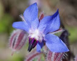 Image result for Borago officinalis