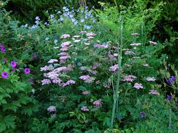 Image result for Pimpinella major