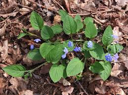 Image result for Omphalodes verna