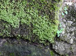 Attēlu rezultāti vaicājumam “Fissidens pusillus sporophyte”