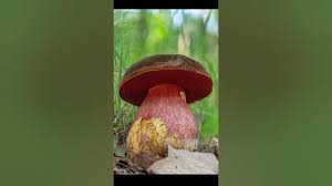 Attēlu rezultāti vaicājumam “Sutorius luridiformis”