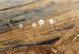 Attēlu rezultāti vaicājumam “Cribraria purpurea plasmodium”