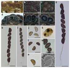 Attēlu rezultāti vaicājumam “Hypoxylon fragiforme / howeianum”