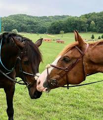 Image result for Bletchingly Badminton Club