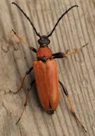 Attēlu rezultāti vaicājumam “Leptura rubra female”