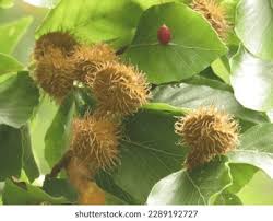 Attēlu rezultāti vaicājumam “Fagus sylvatica fruit”