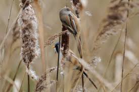 Attēlu rezultāti vaicājumam “Panurus biarmicus female”